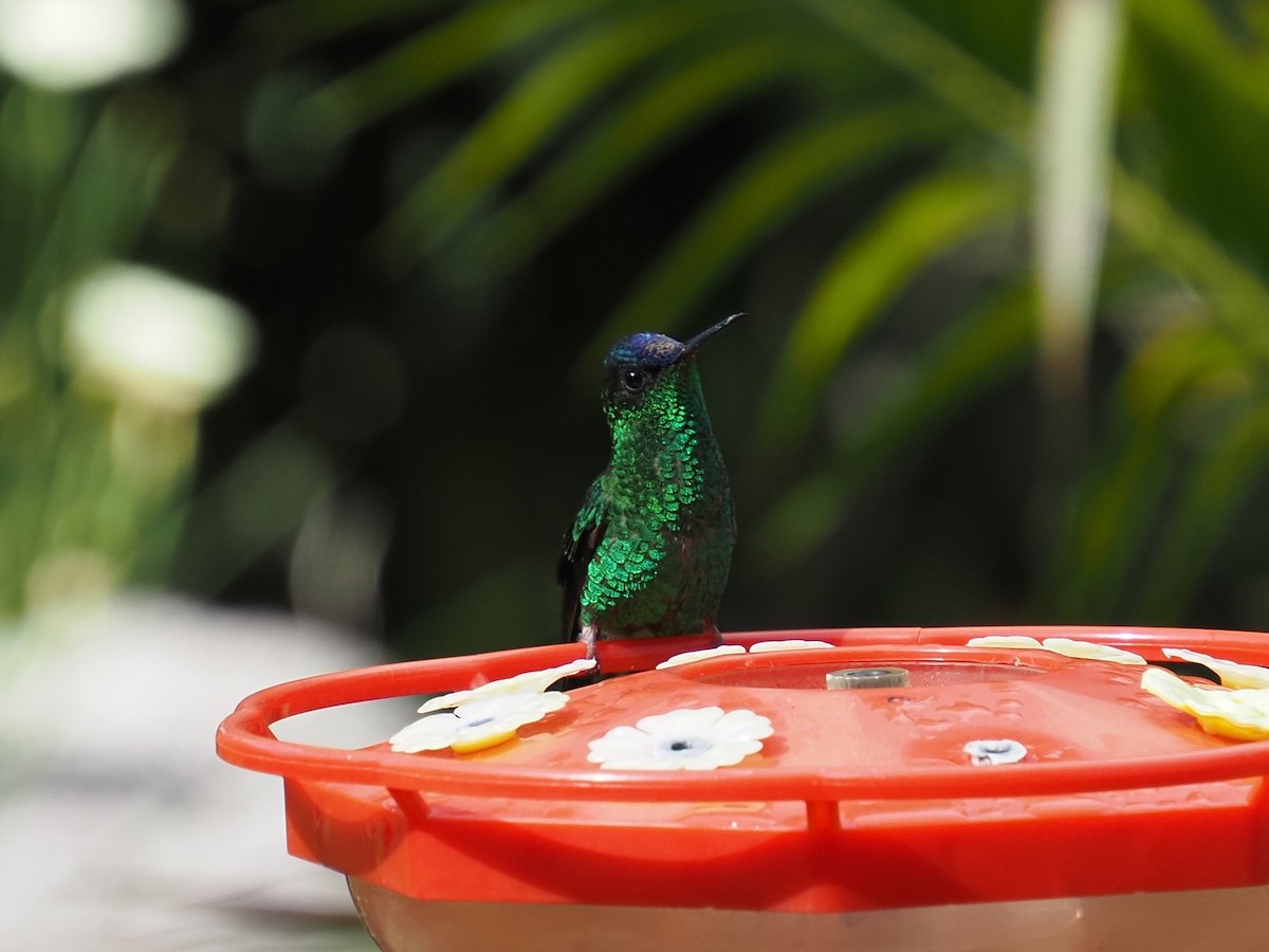 Violet-capped Woodnymph - ML642730097