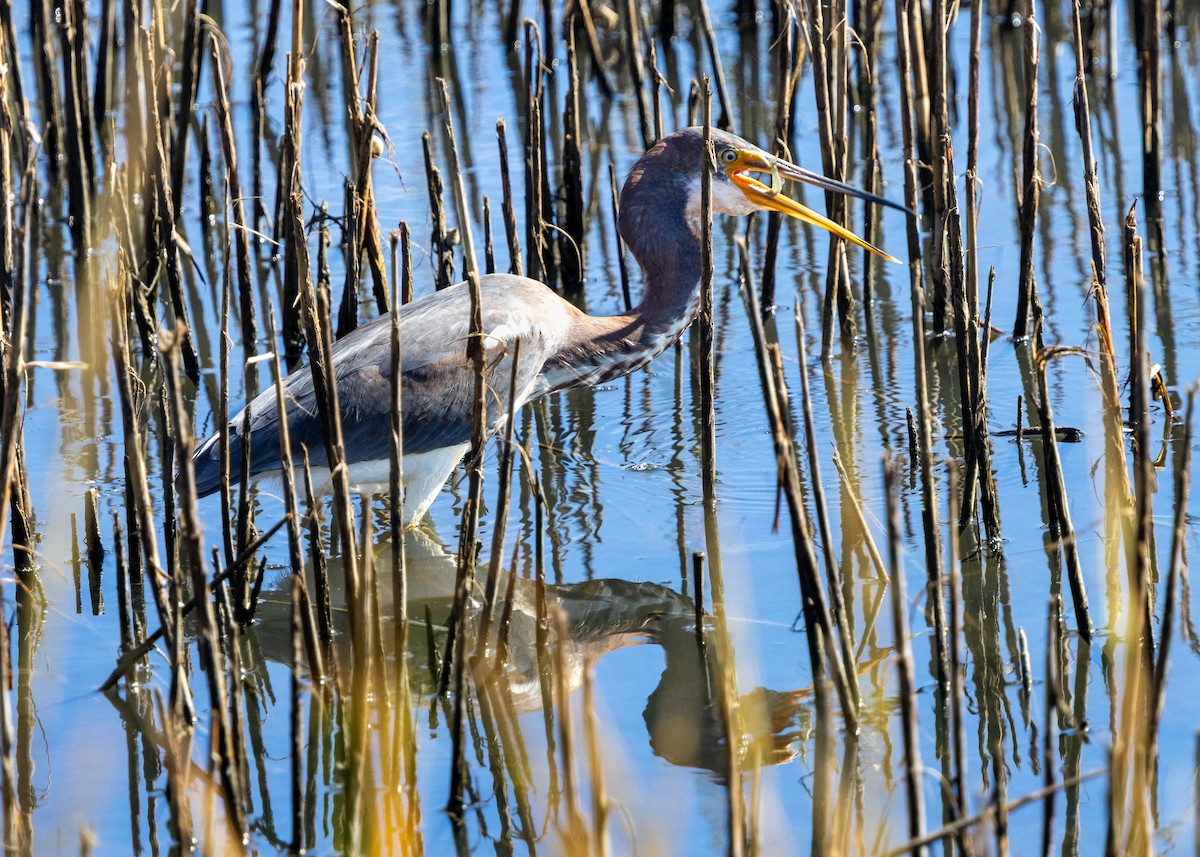 Tricolored Heron - ML642730104