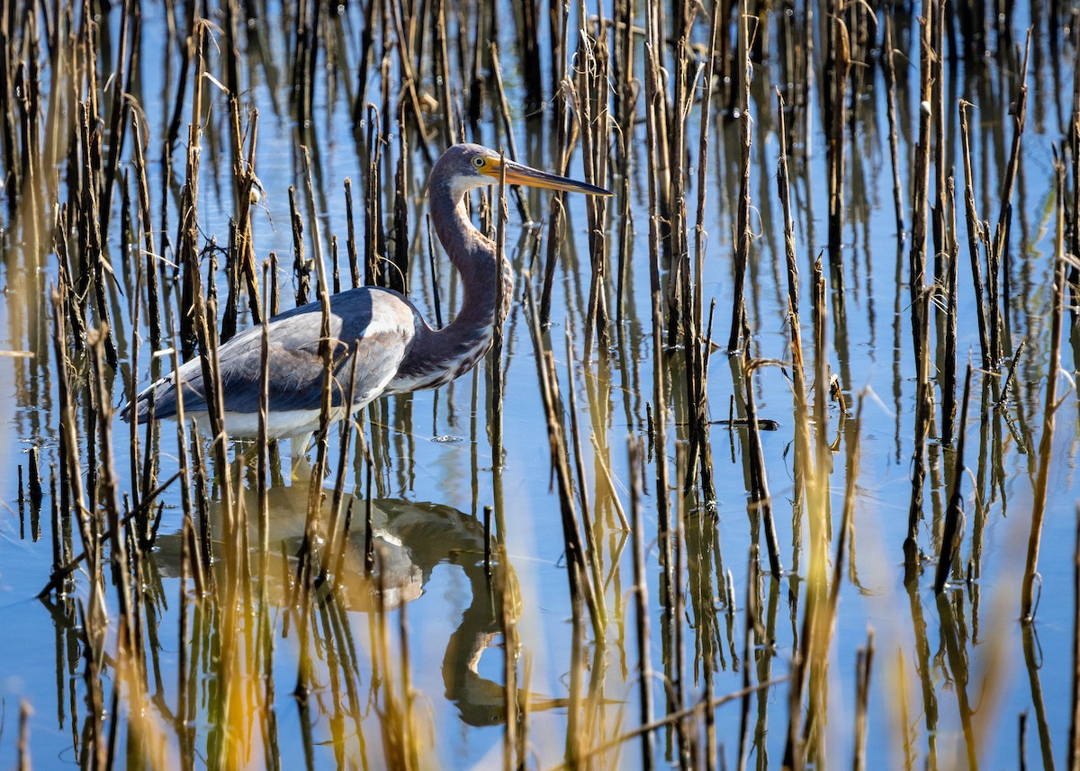 Tricolored Heron - ML642730106