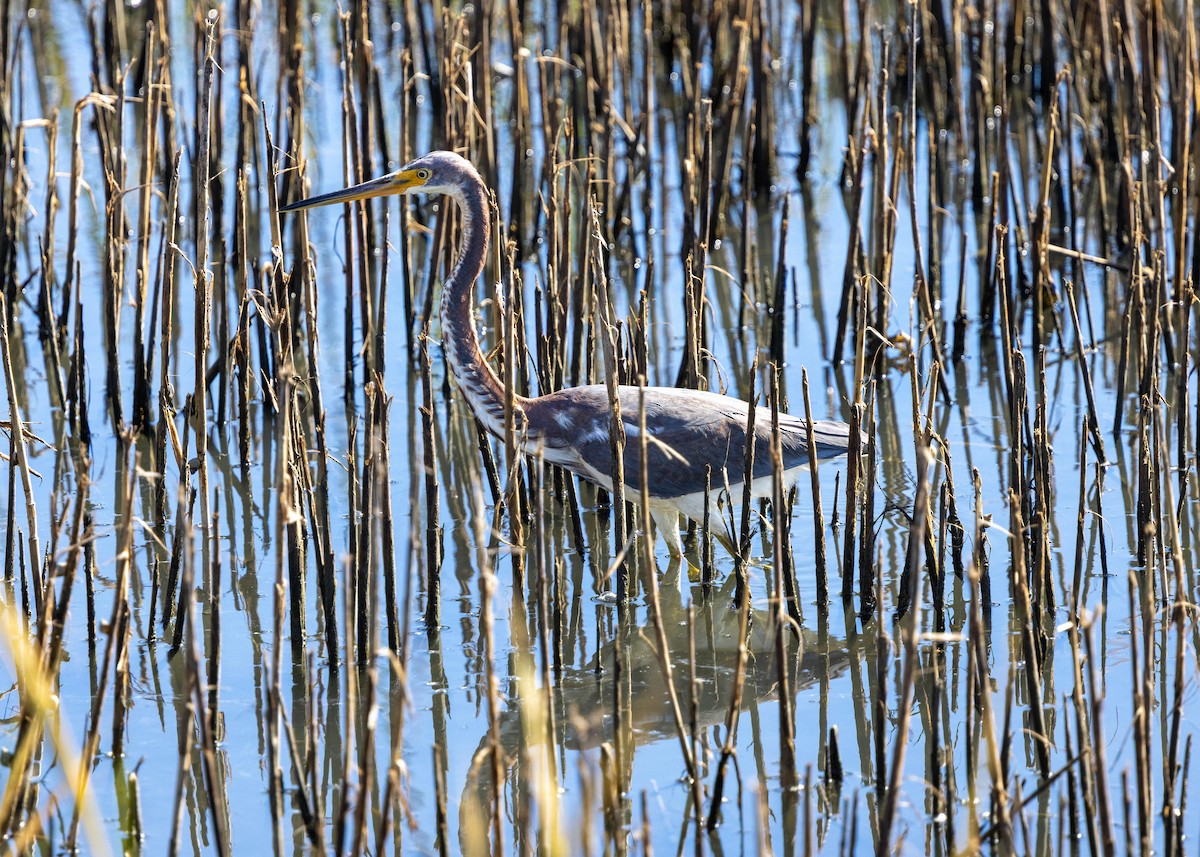 Tricolored Heron - ML642730107
