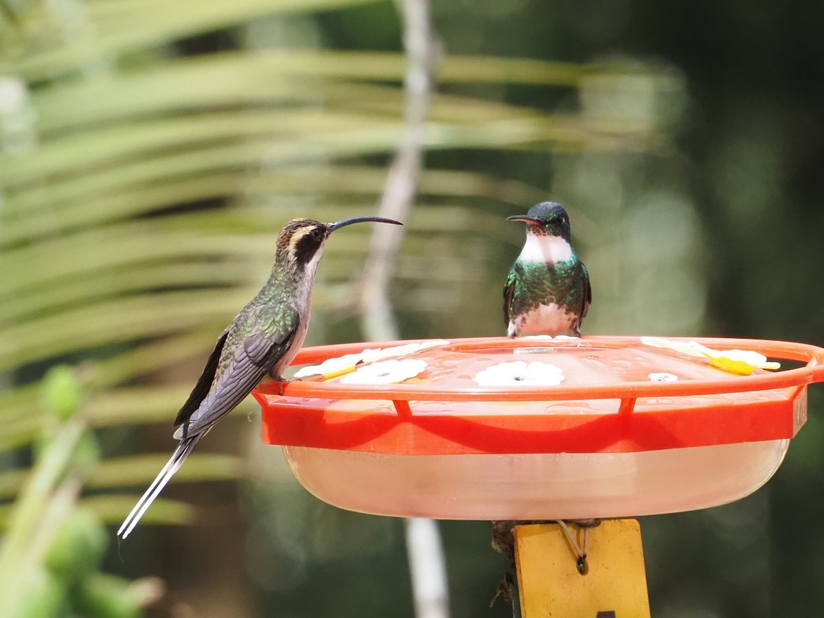 Scale-throated Hermit - ML642730111