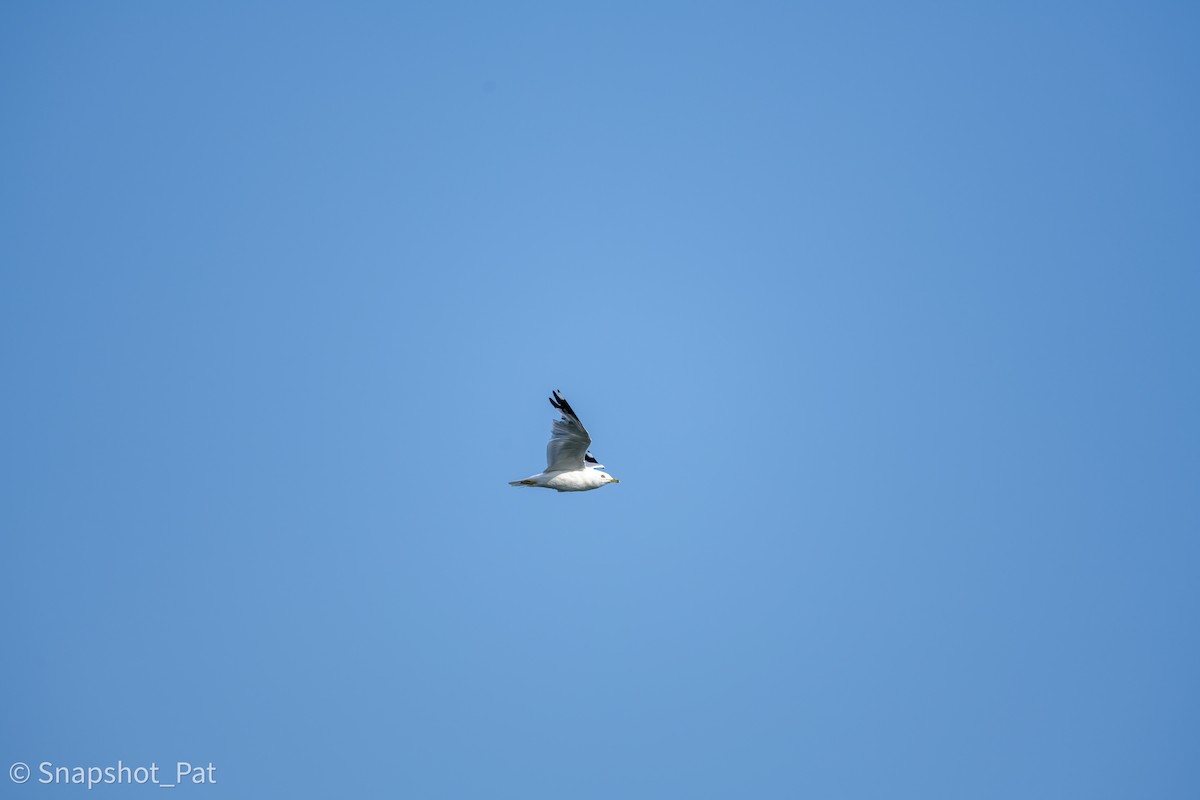 Ring-billed Gull - ML642730119