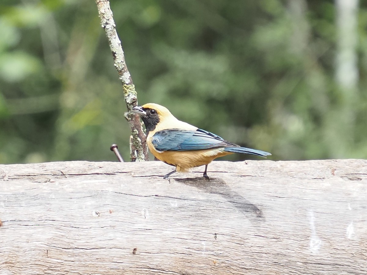 Burnished-buff Tanager - ML642730143