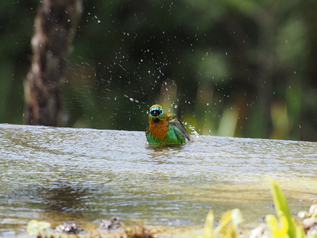Brassy-breasted Tanager - ML642730149