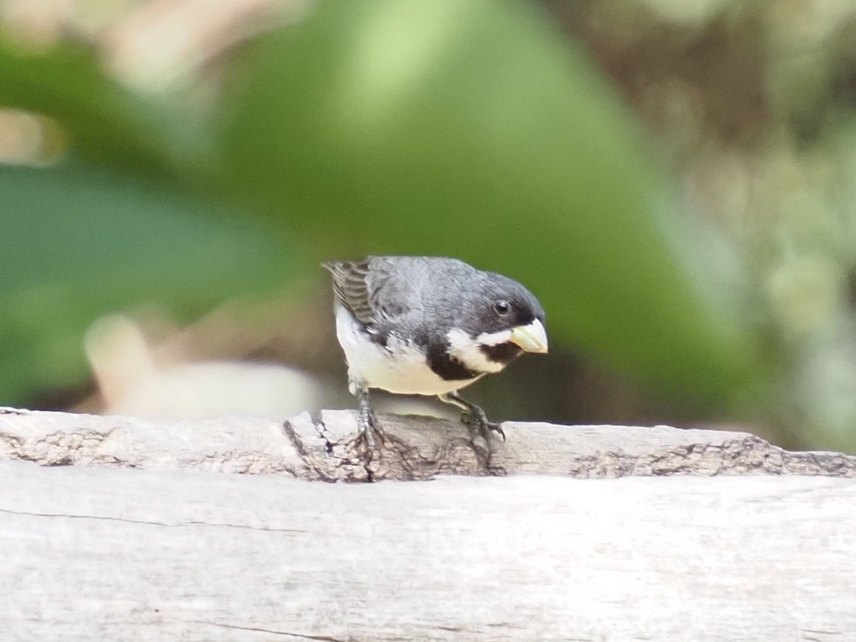Double-collared Seedeater - ML642730156