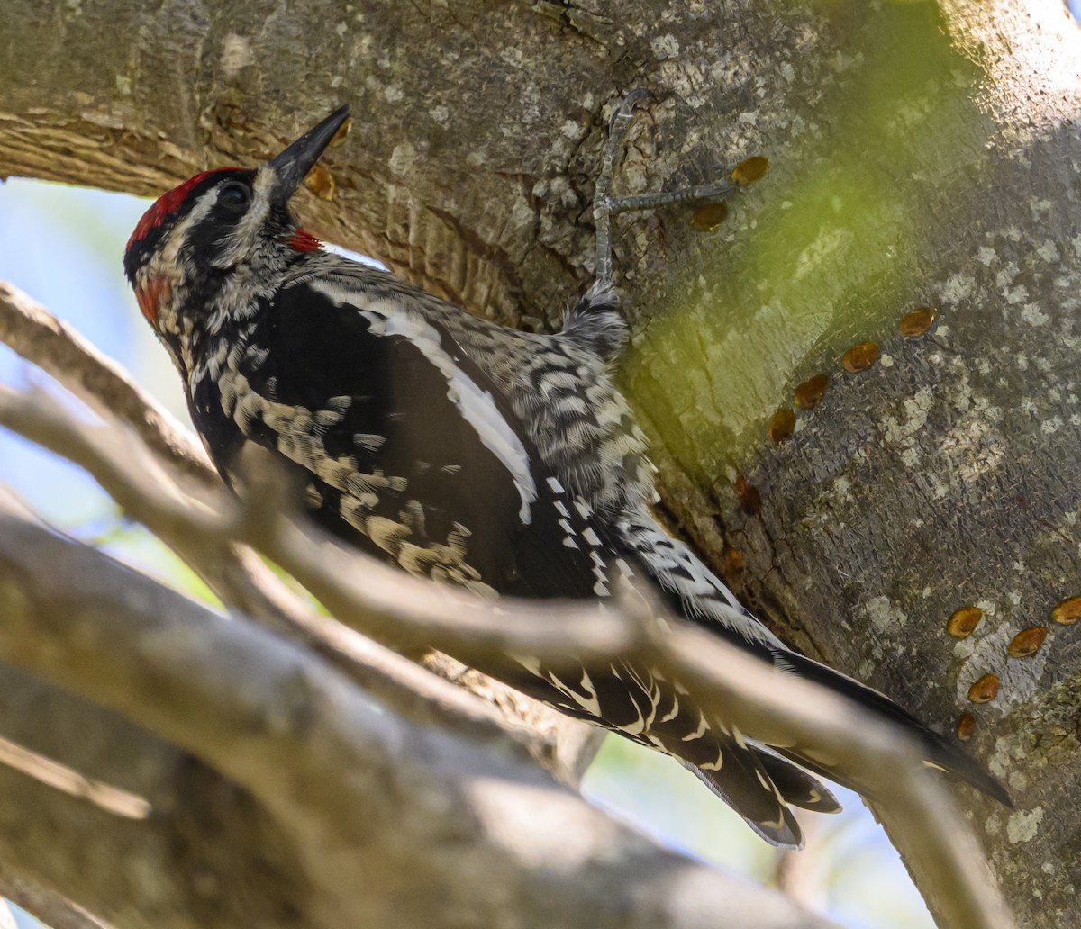 datel rudošíjný - ML642730163