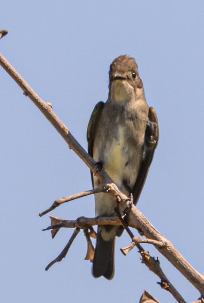 tyranovec severský - ML642730177