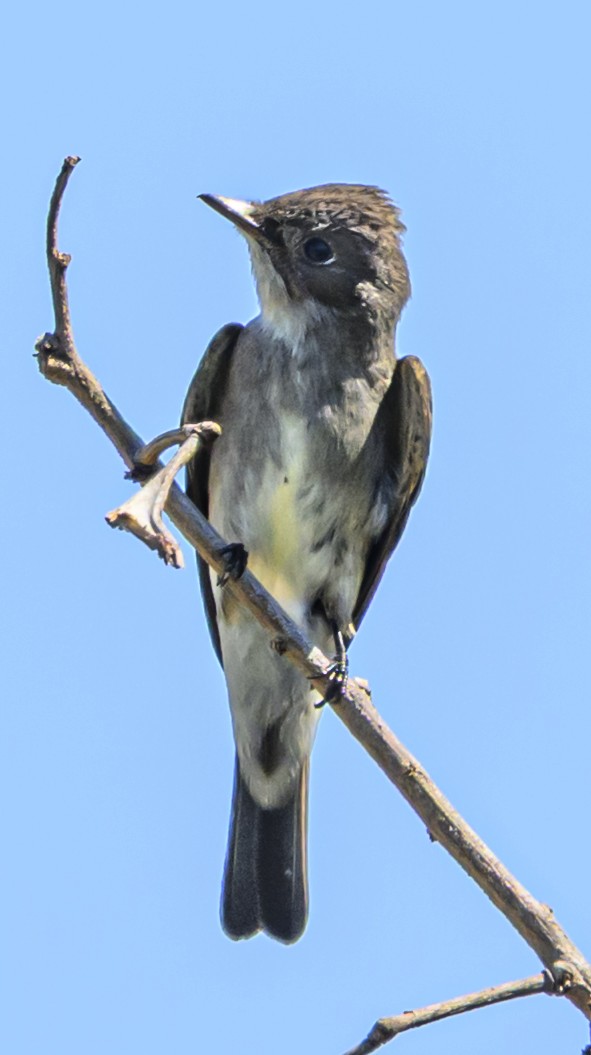 tyranovec severský - ML642730178