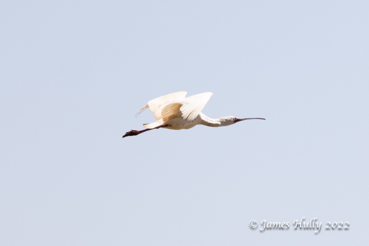 African Spoonbill - ML642730179