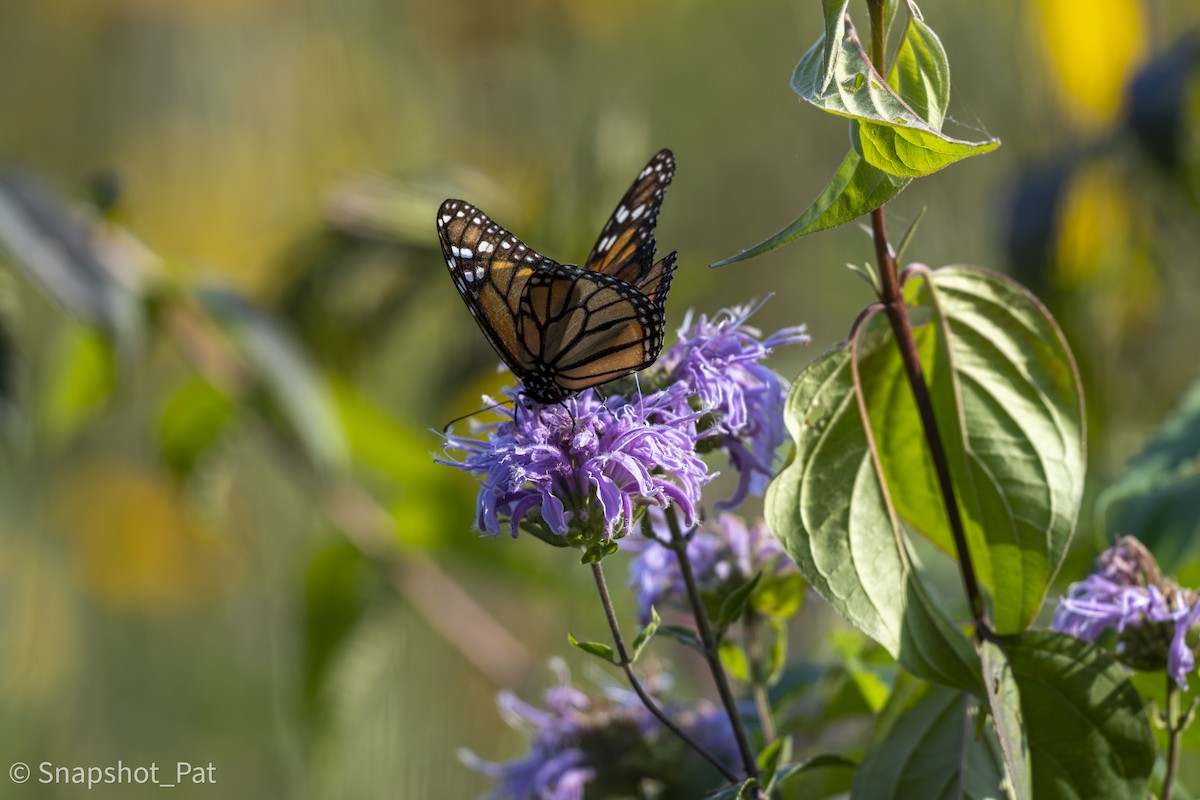 Monarch - ML642730198