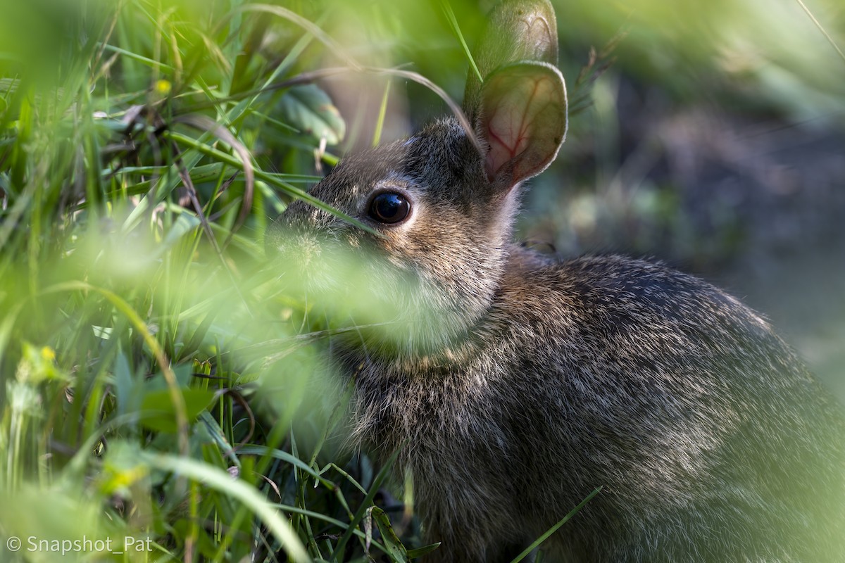 Hares and Rabbits - ML642730199