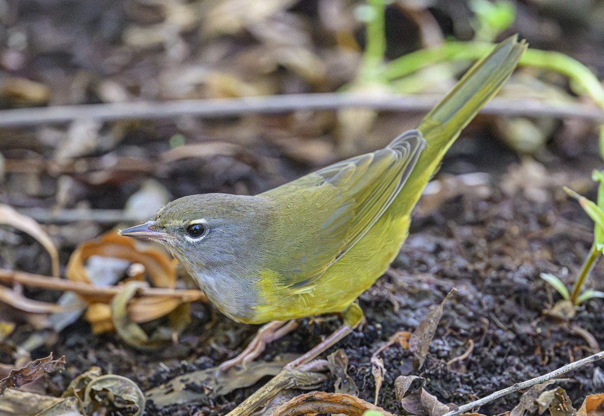 MacGillivray's Warbler - ML642730212