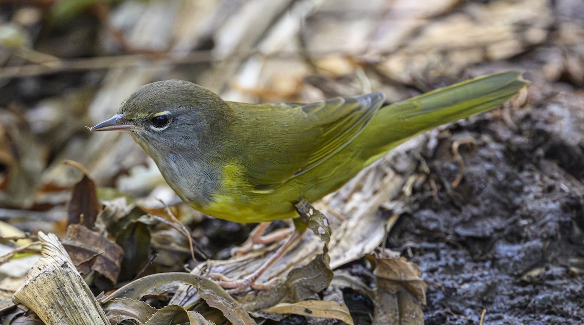 MacGillivray's Warbler - ML642730213
