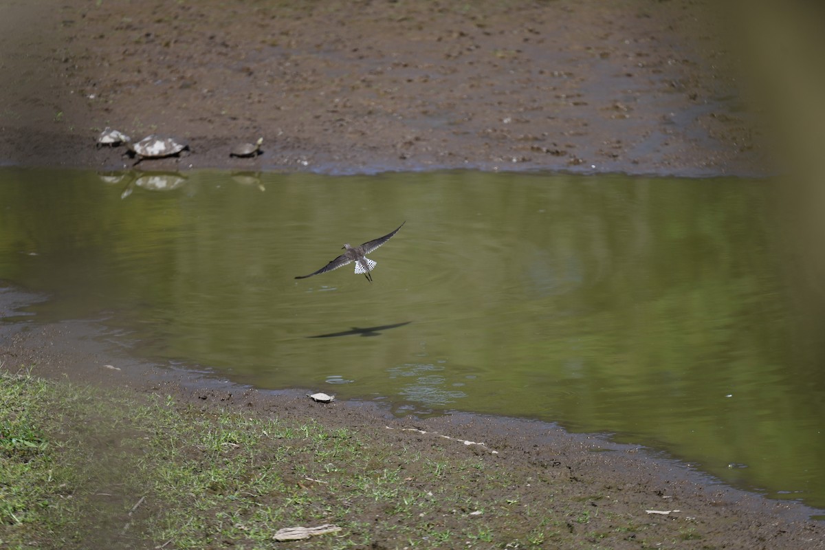 eremittsnipe - ML642730228