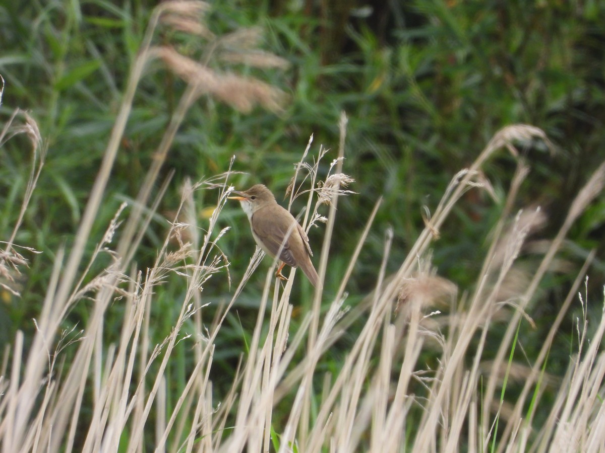 Marsh Warbler - ML642730230