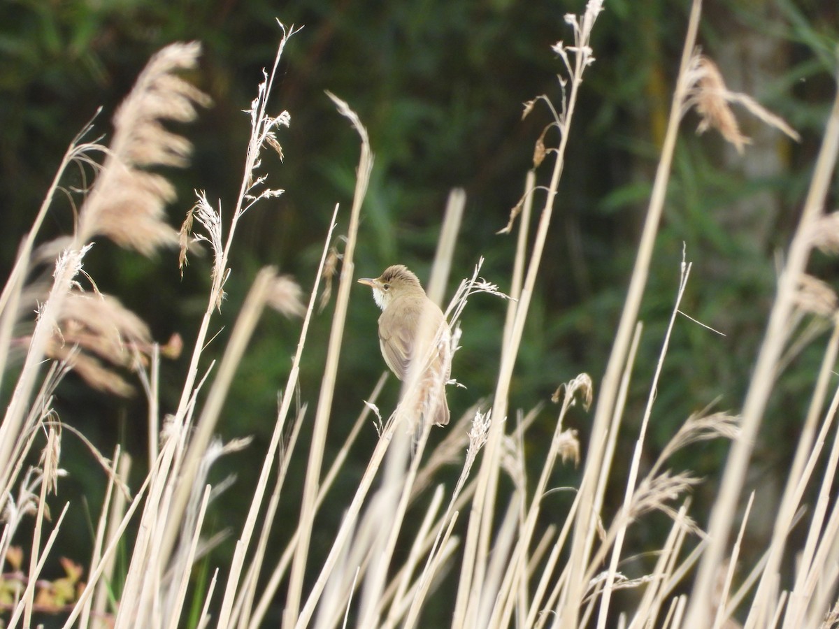 Marsh Warbler - ML642730231