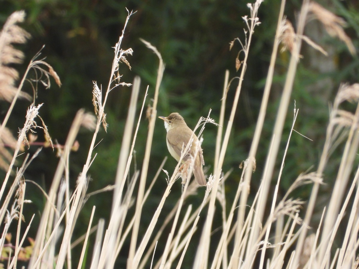 Marsh Warbler - ML642730232