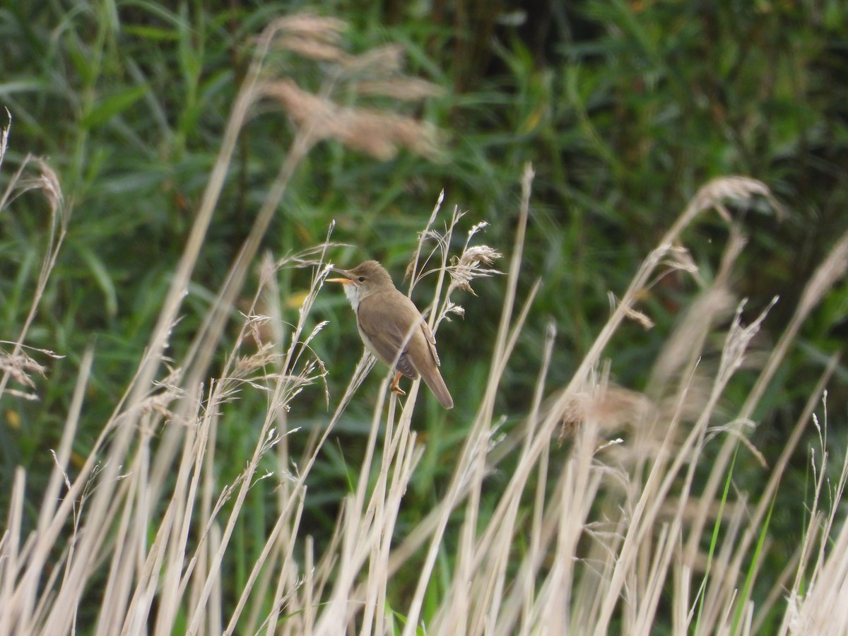 Marsh Warbler - ML642730233