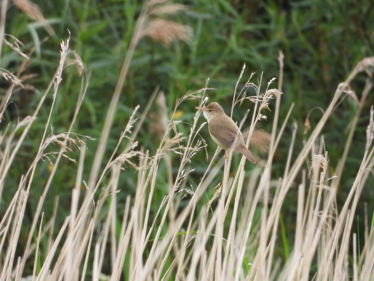 Marsh Warbler - ML642730234