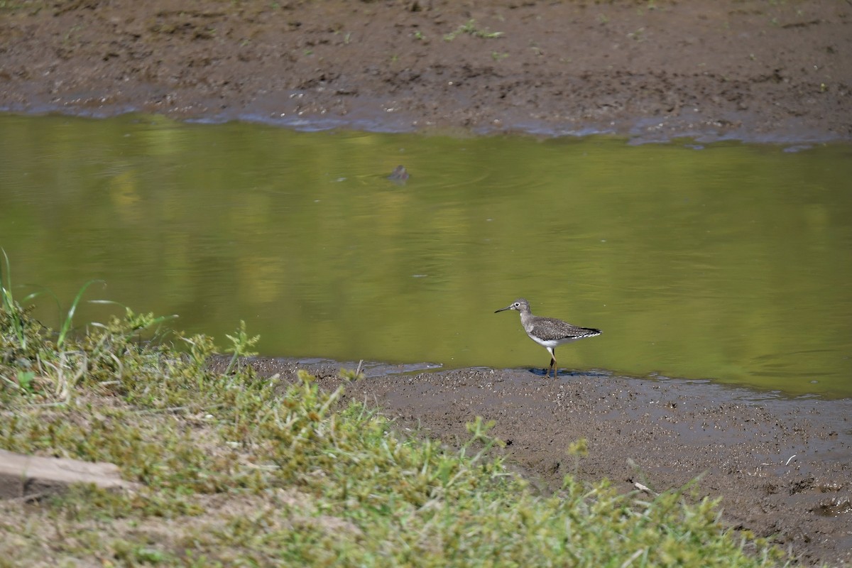 eremittsnipe - ML642730240