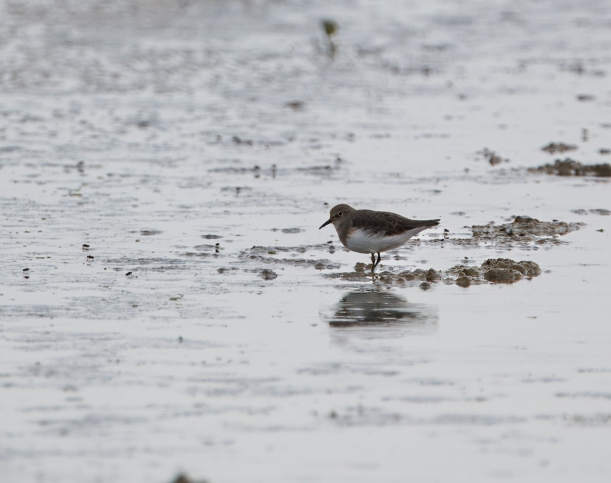 temmincksnipe - ML642730248