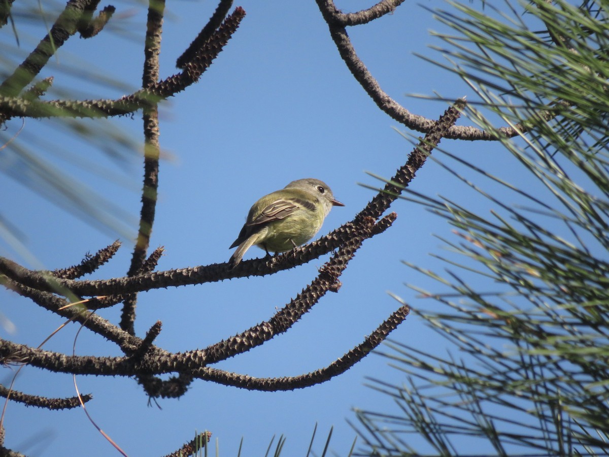Hammond's Flycatcher - ML642730265