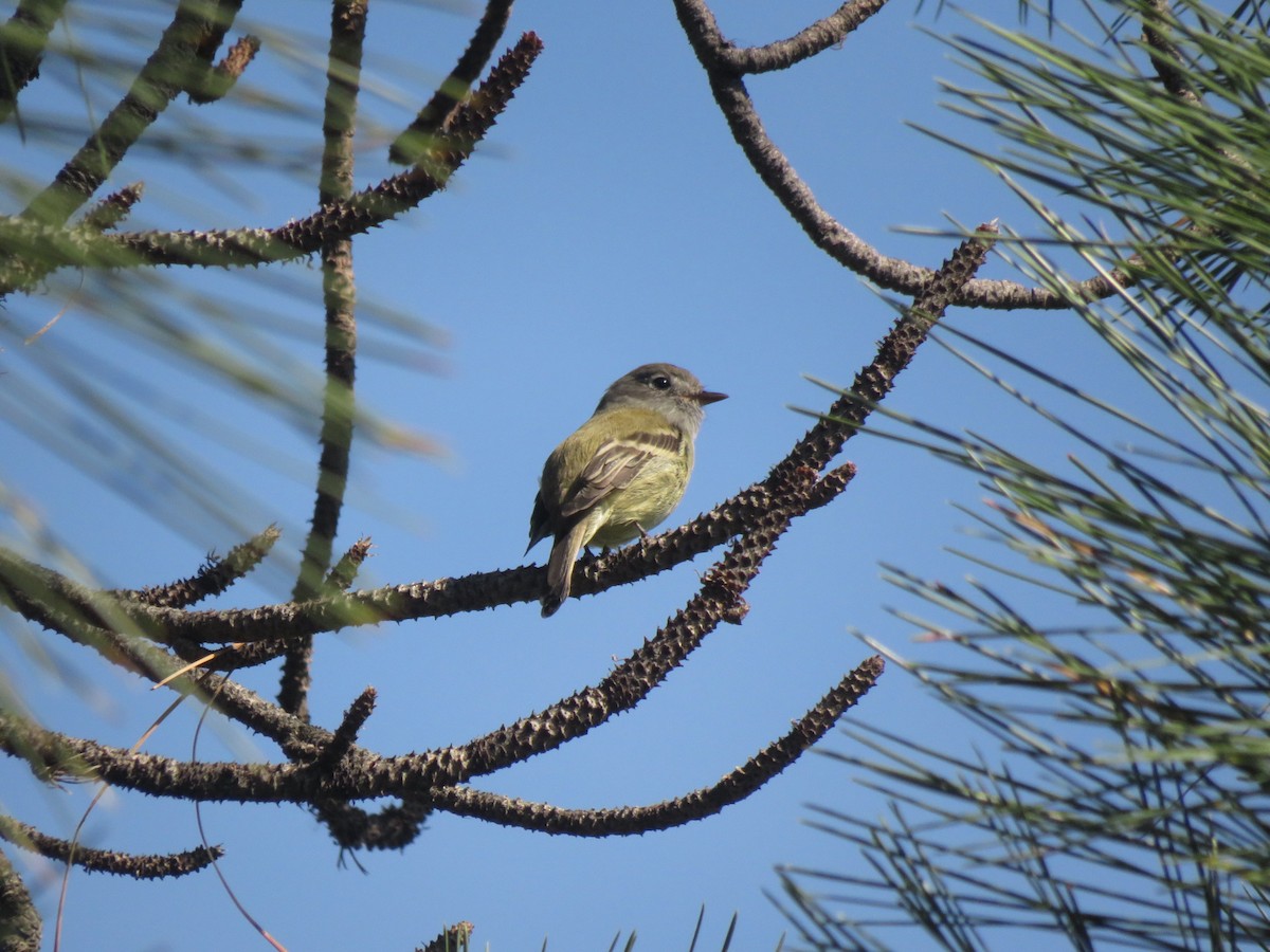 Hammond's Flycatcher - ML642730266