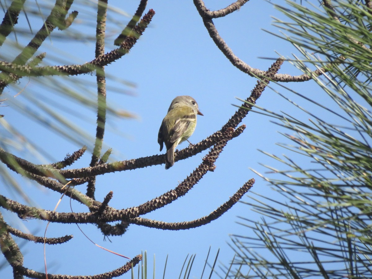 Hammond's Flycatcher - ML642730267