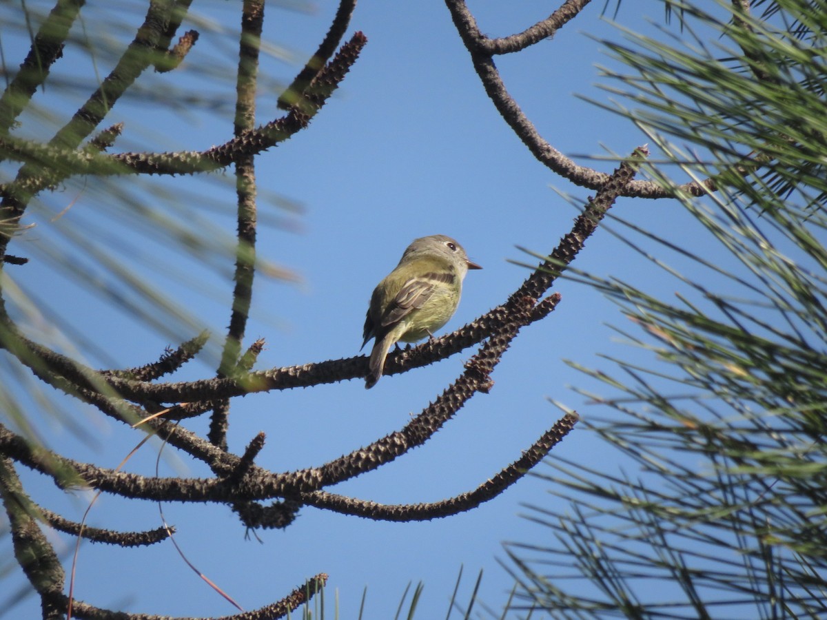 Hammond's Flycatcher - ML642730268