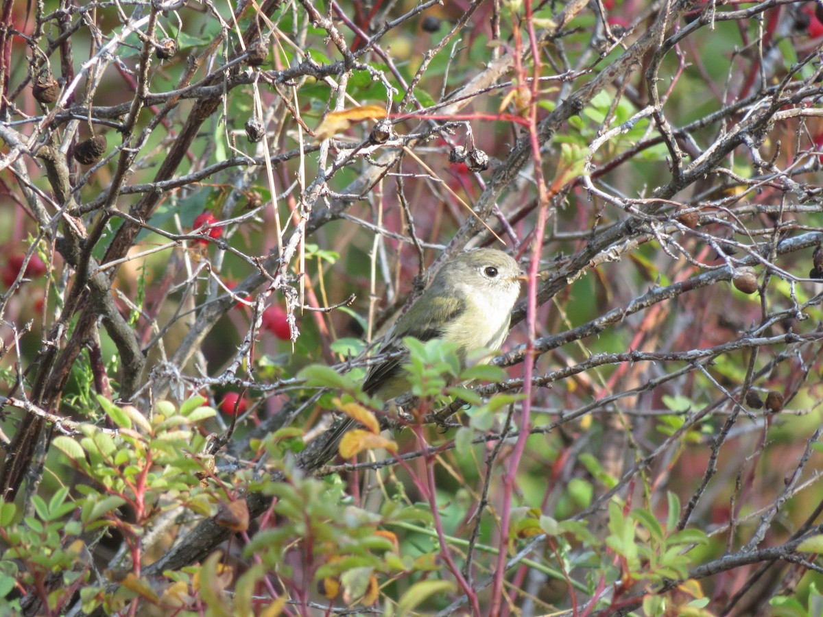 Hammond's Flycatcher - ML642730269