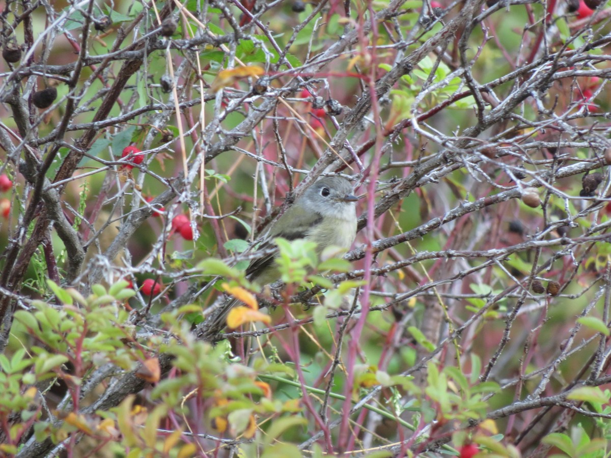 Hammond's Flycatcher - ML642730270