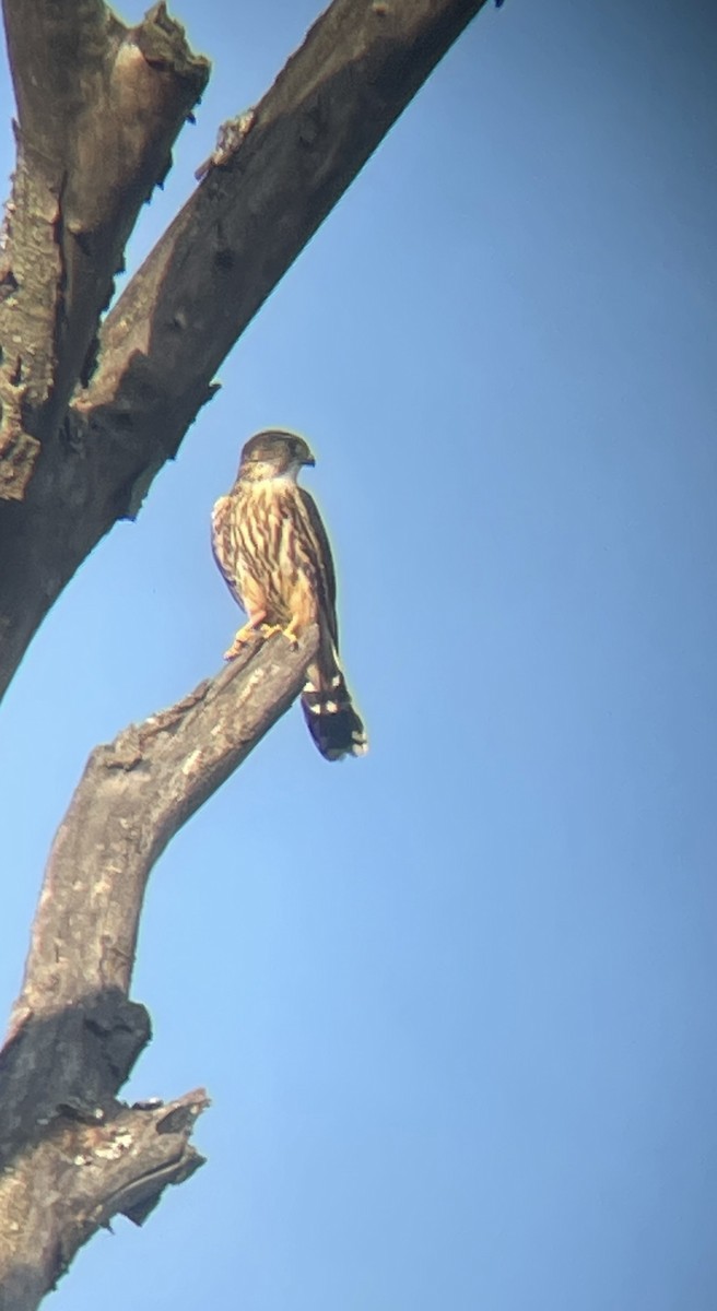 Merlin - ML642730286