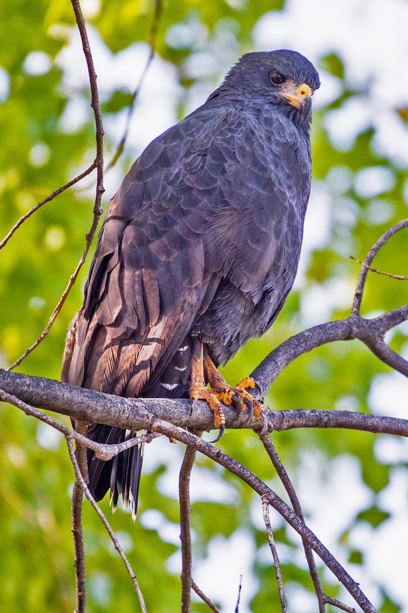Common Black Hawk - ML642730288