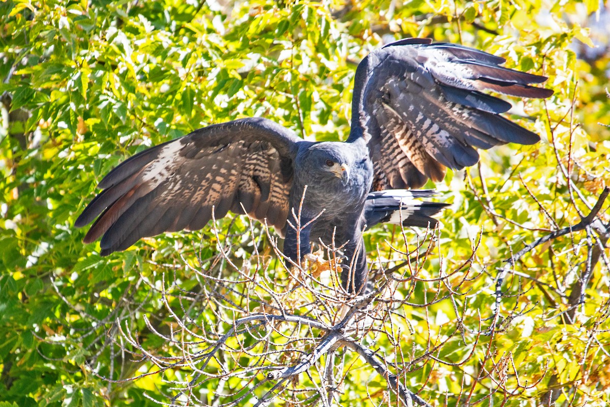 Common Black Hawk - ML642730289