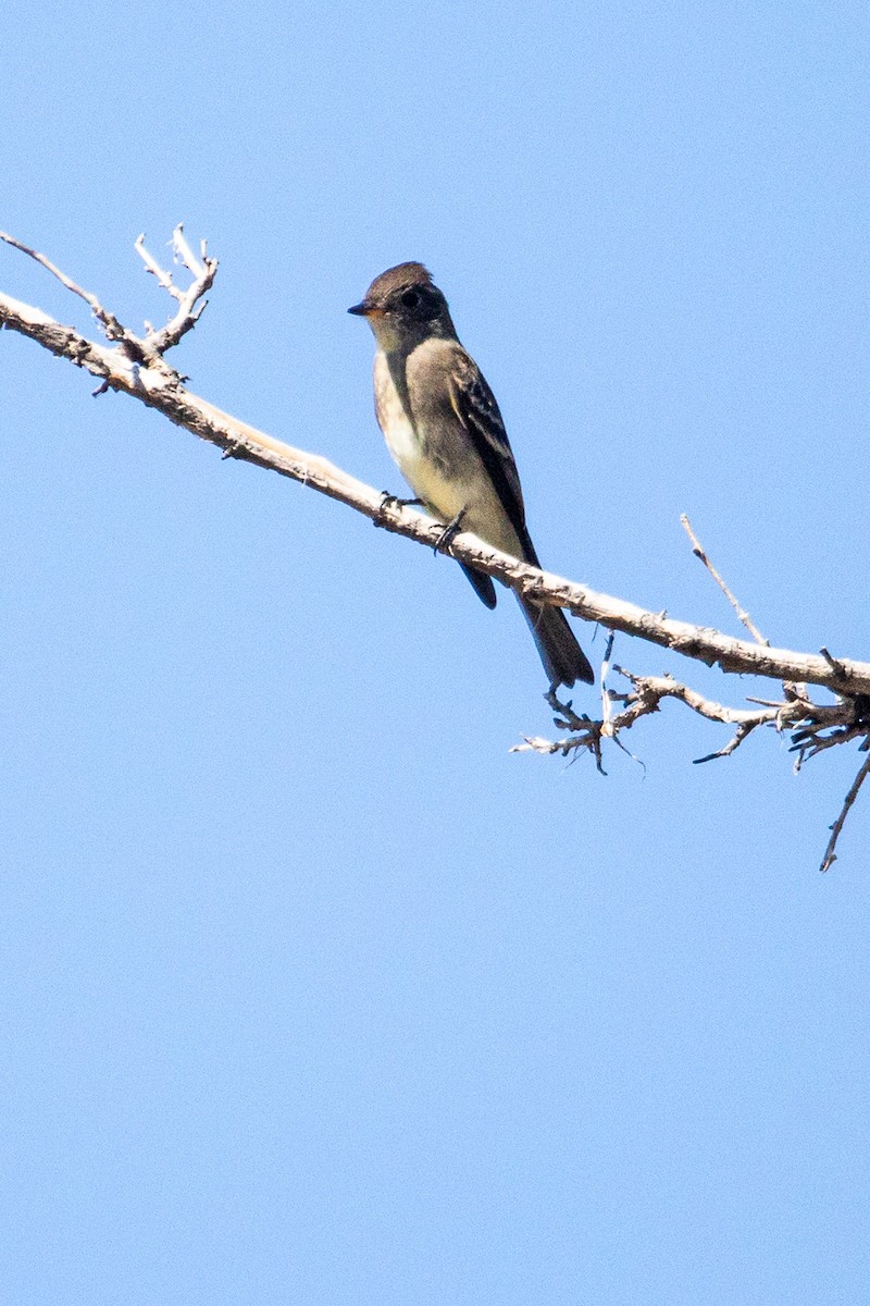 Western Wood-Pewee - ML642730297