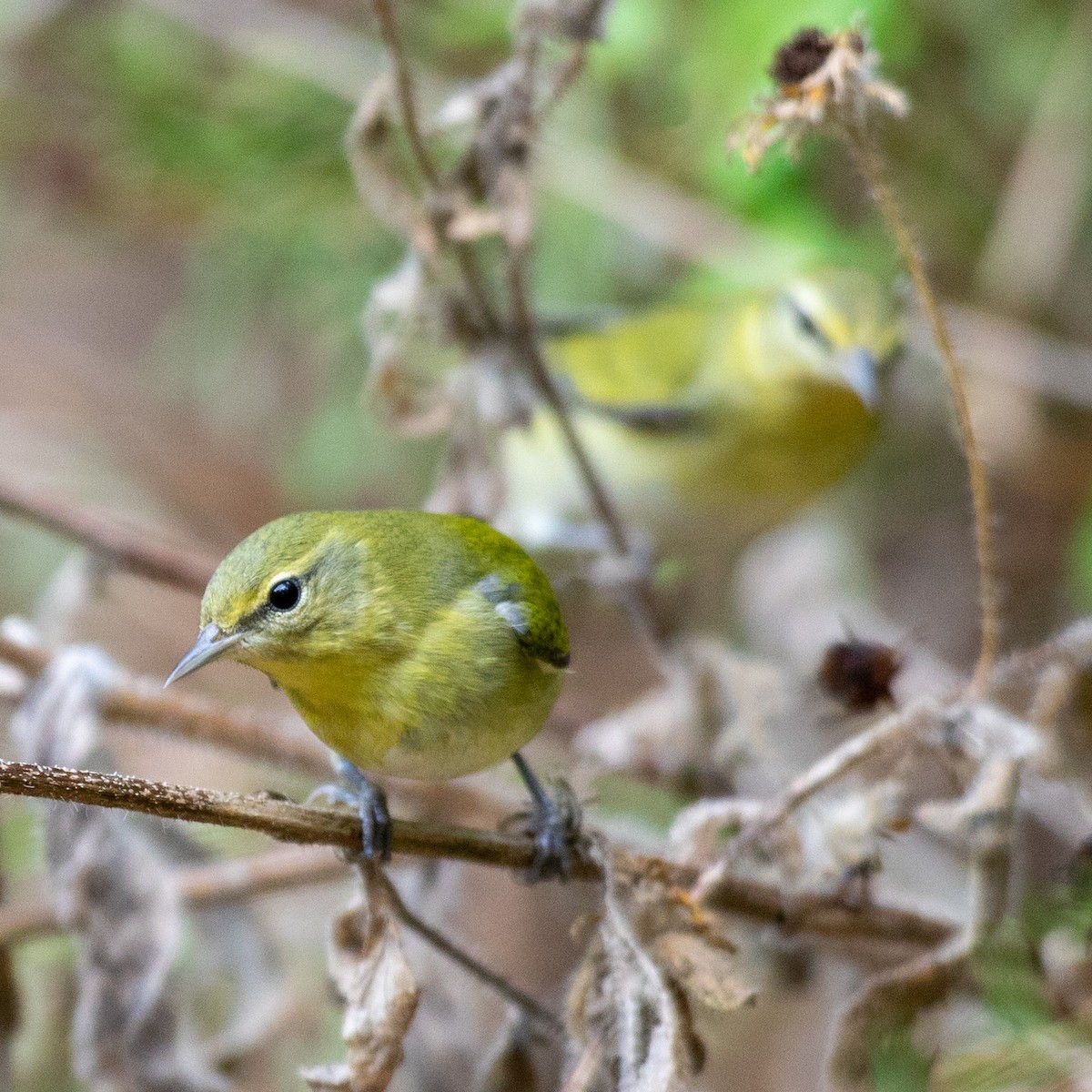 Tennessee Warbler - ML642730309