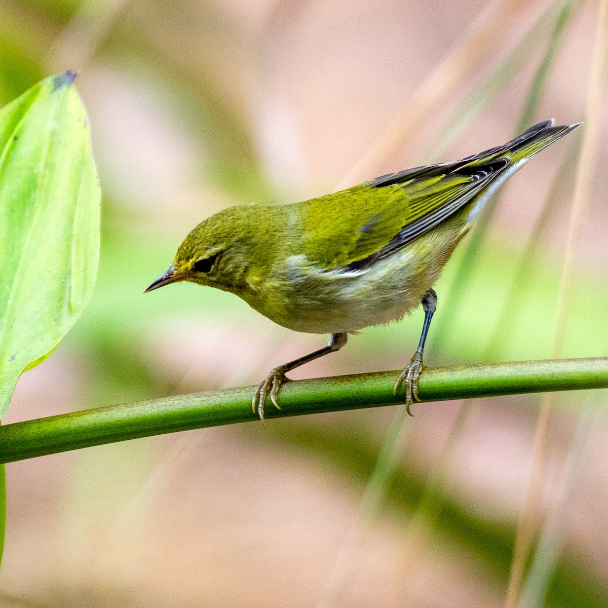 Tennessee Warbler - ML642730310