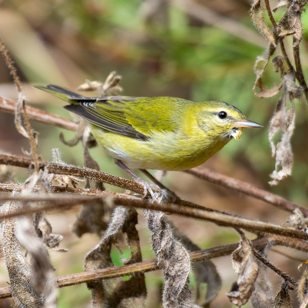 Tennessee Warbler - ML642730311