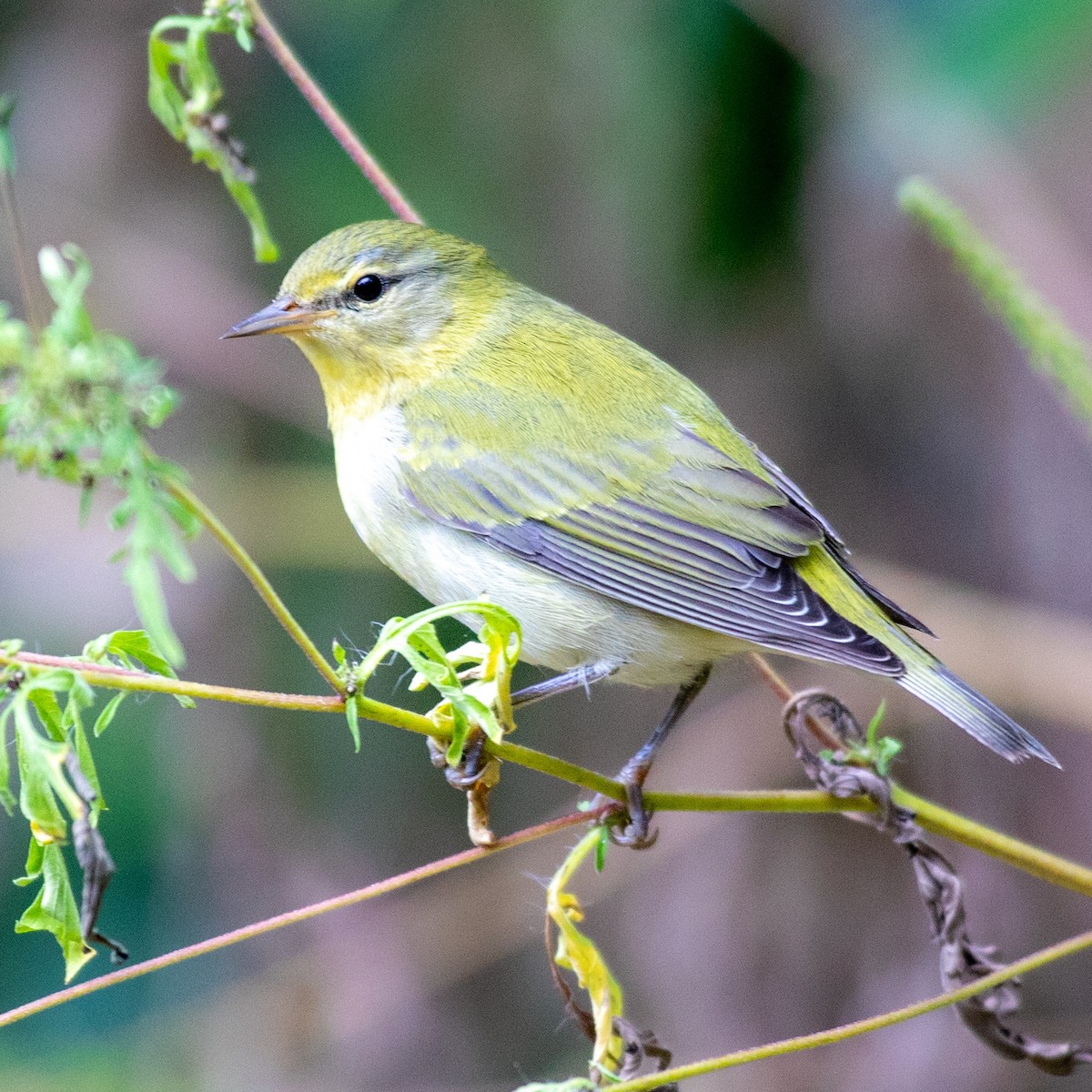 Tennessee Warbler - ML642730313