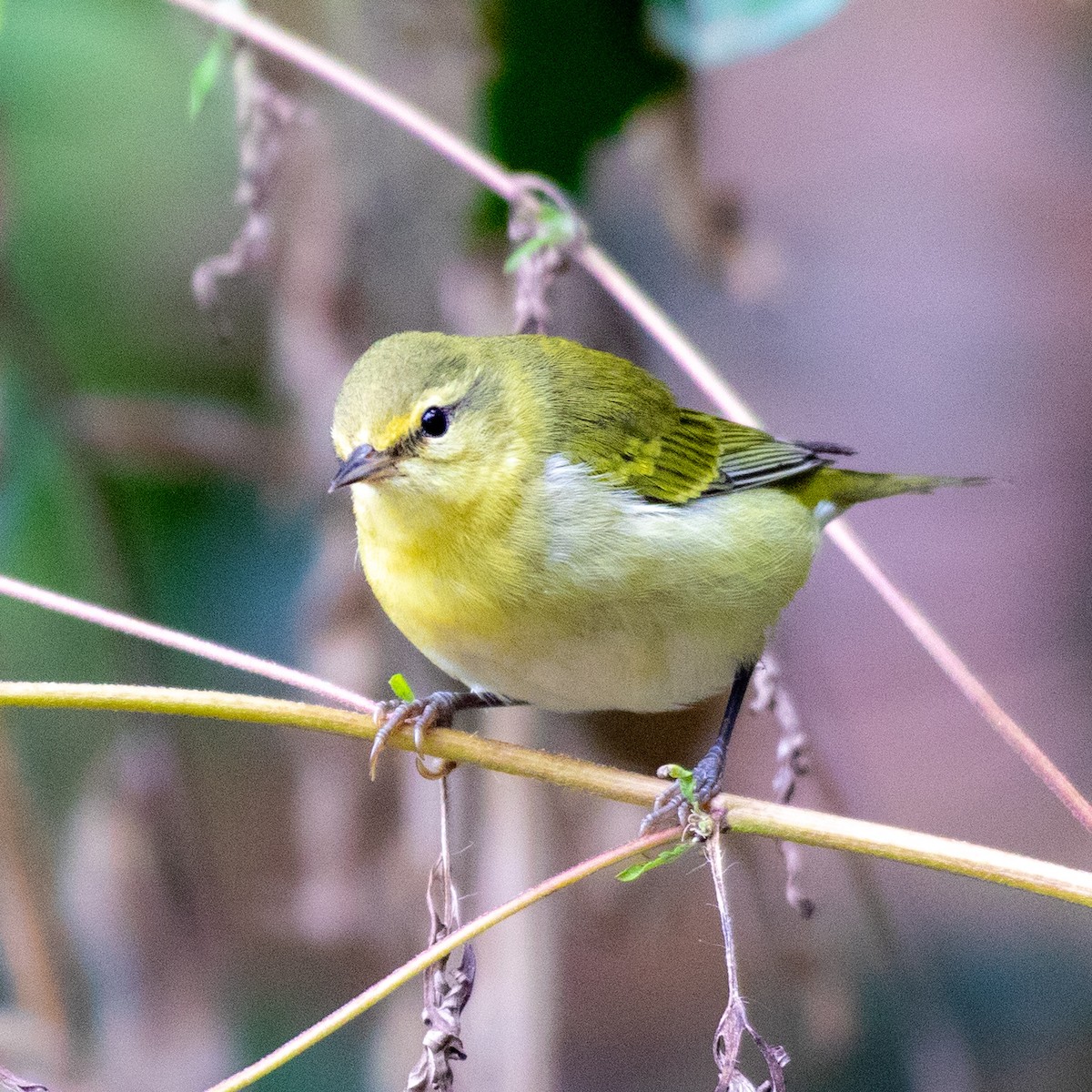 Tennessee Warbler - ML642730314