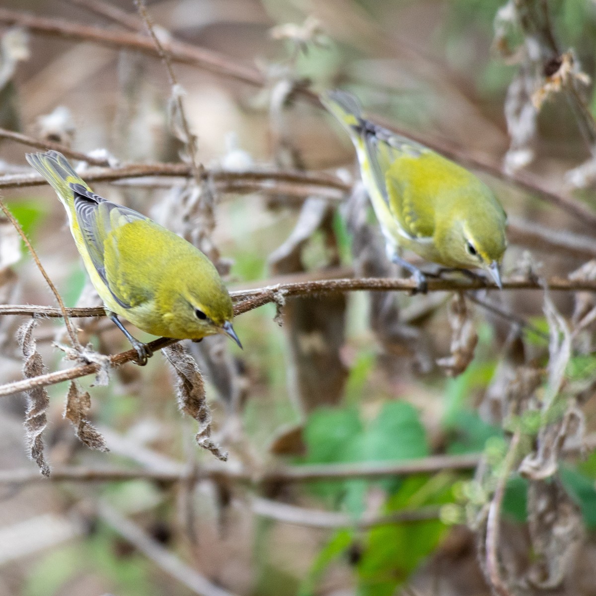 Tennessee Warbler - ML642730315