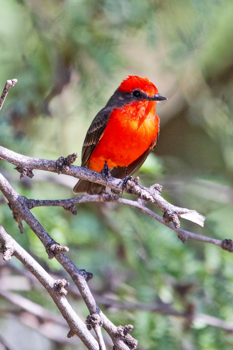 Vermilion Flycatcher - ML642730319