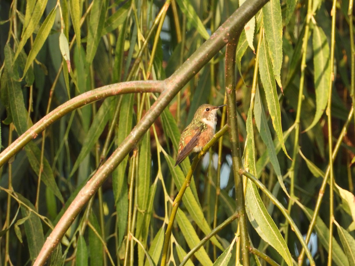 Allen's Hummingbird - ML642730320