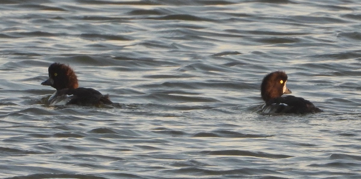 Barrow's Goldeneye - ML642730321