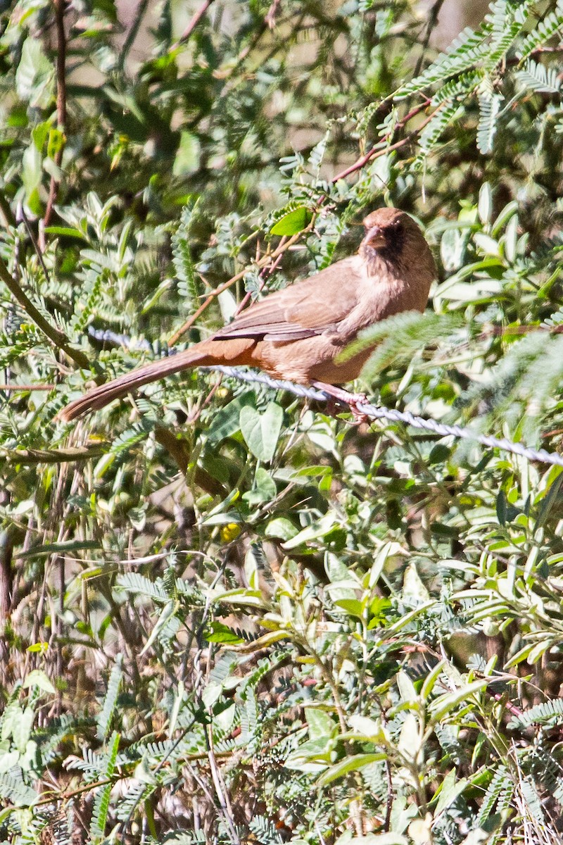 Abert's Towhee - ML642730332