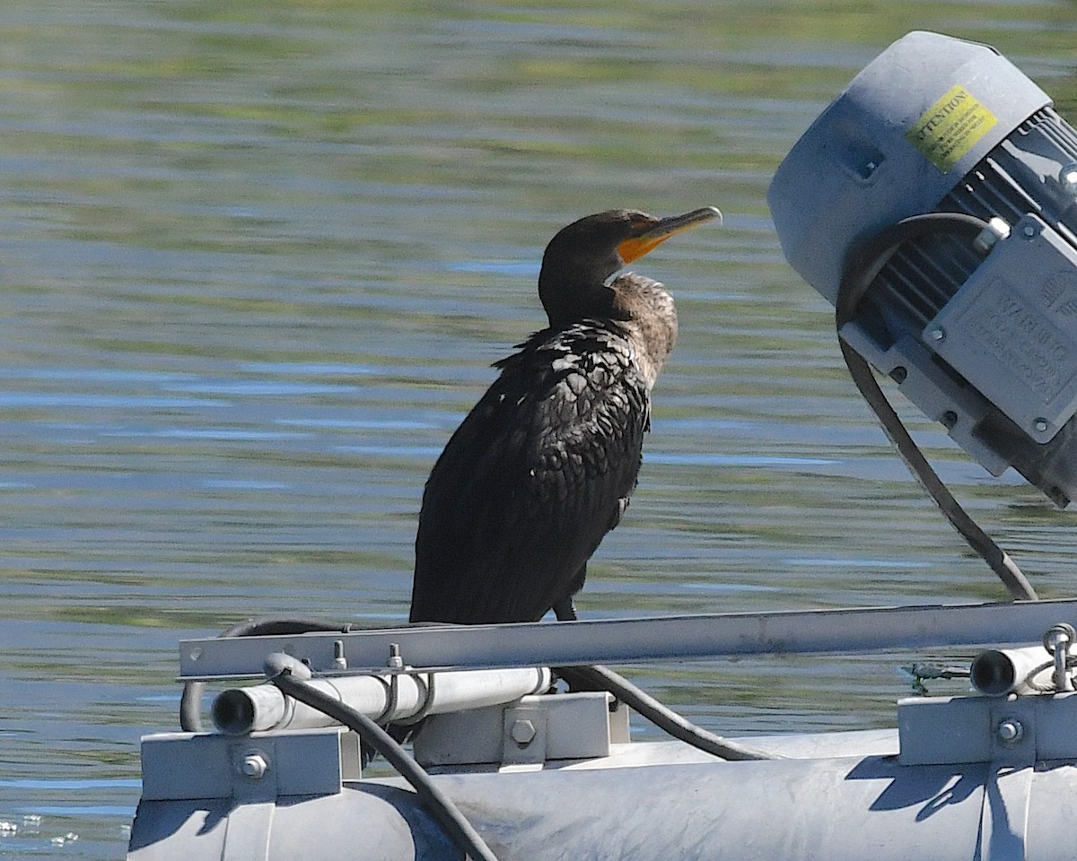 Neotropic Cormorant - ML642730350