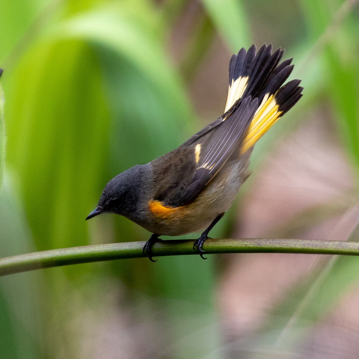 American Redstart - ML642730367