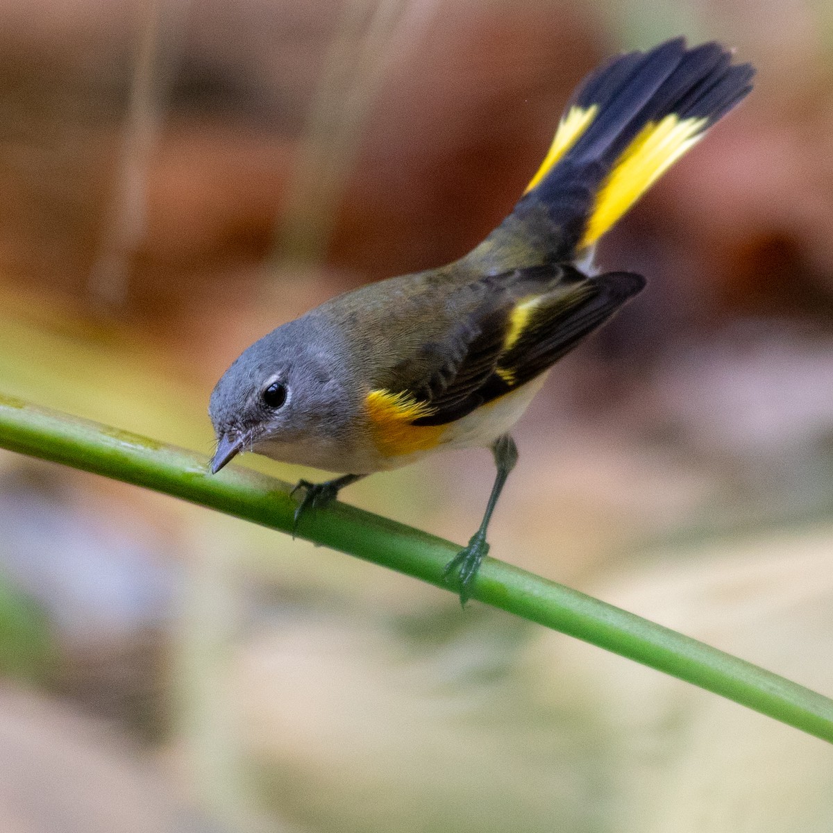 American Redstart - ML642730368