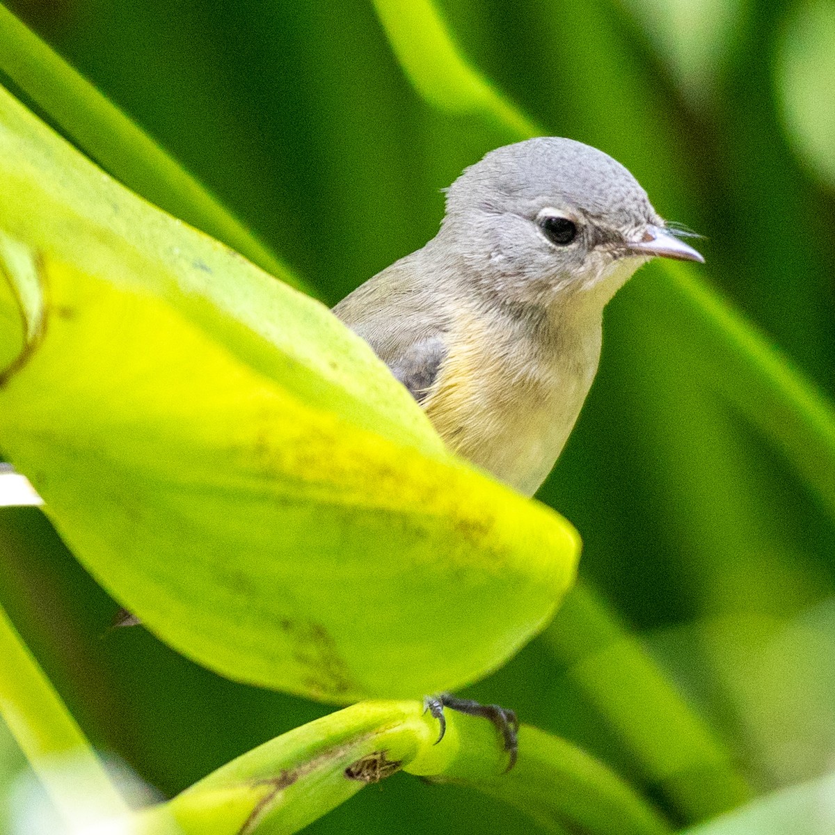 American Redstart - ML642730369
