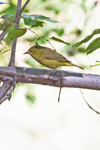 Orange-crowned Warbler - ML642730374